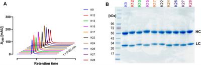 Streamlining the Transition From Yeast Surface Display of Antibody Fragment Immune Libraries to the Production as IgG Format in Mammalian Cells